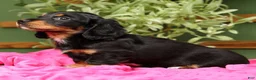Miniature Dachshund dogs for sale: Ellie - Long Hair - Ad 4