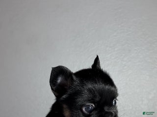 French Bulldog dogs - Ad 17