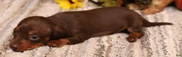 Miniature Dachshund dogs for sale: Bandit chocolate/tan male - Ad 4