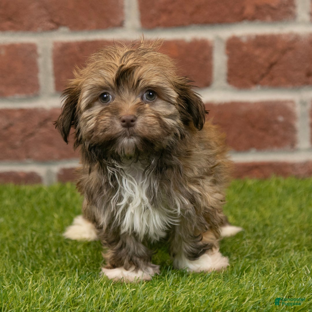Havanese dogs for sale: Sabrina - Ad 6