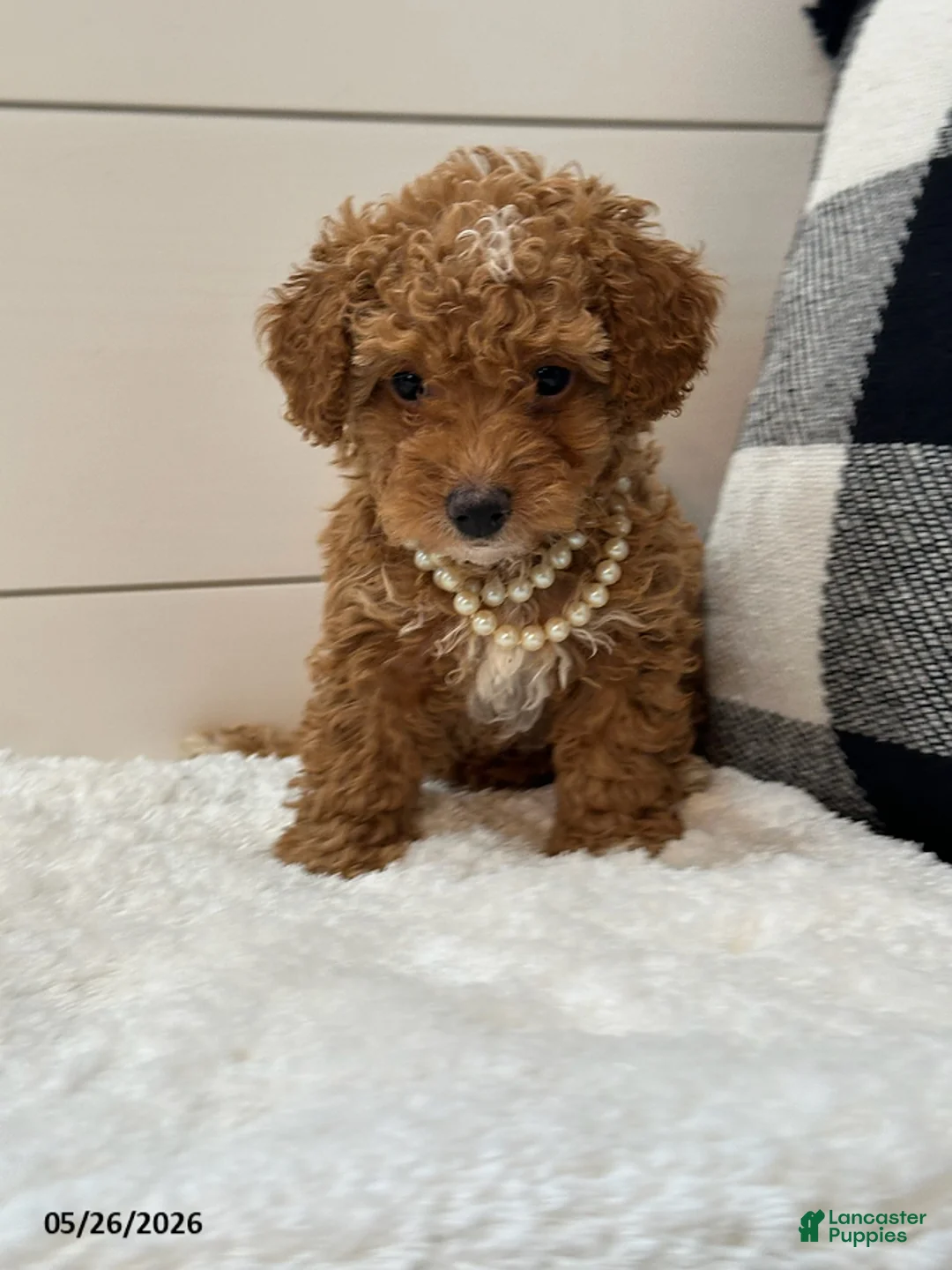 Miniature Poodle dogs for sale: Penny - Ad 1