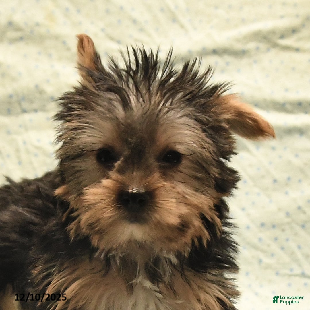 Yorkshire Terrier dogs for sale: Duke - Ad 4