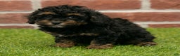 Miniature Poodle dogs for sale: Jack - Ad 2