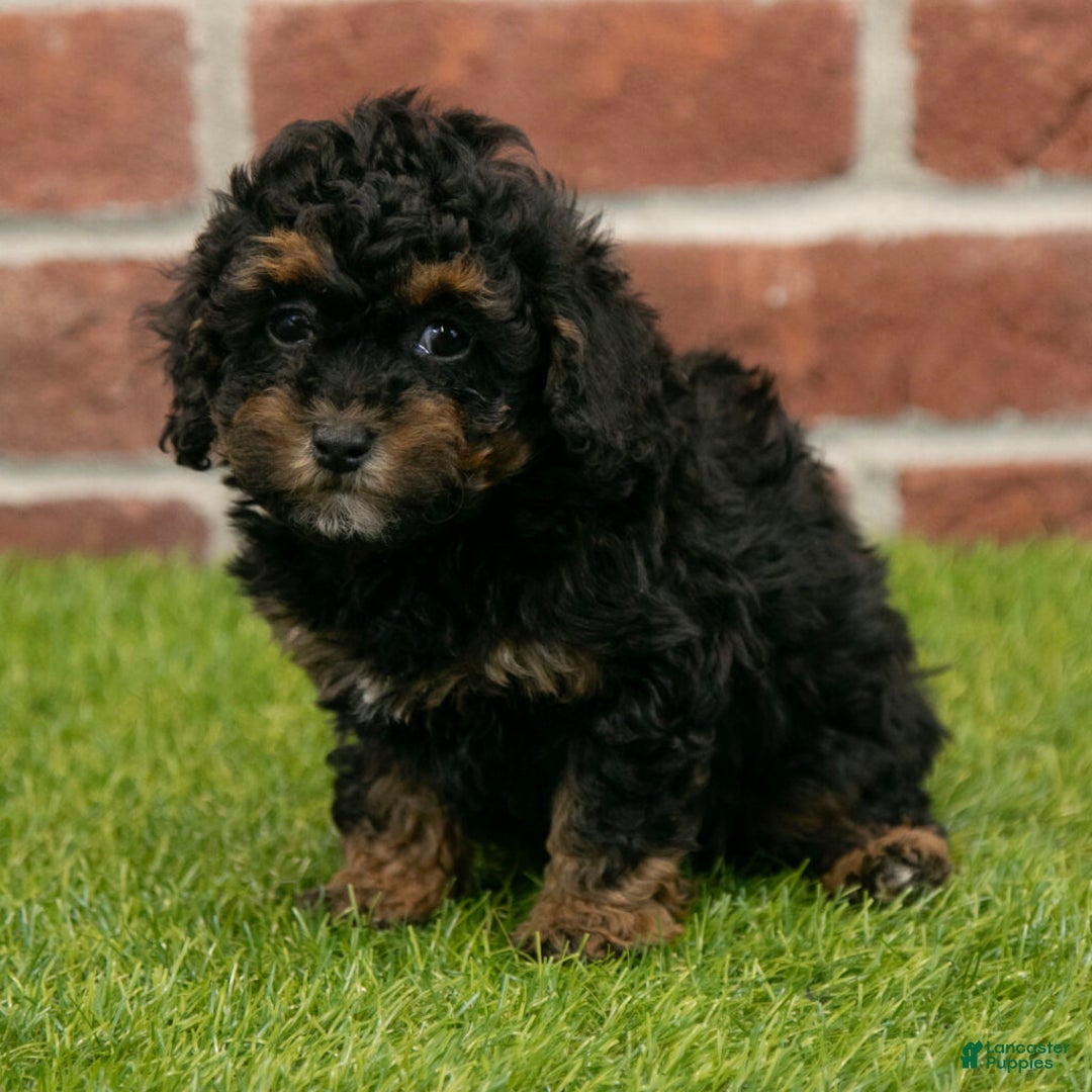 Miniature Poodle dogs for sale: Jack - Ad 2