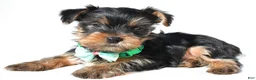 Yorkshire Terrier dogs for sale: Josh - Ad 1