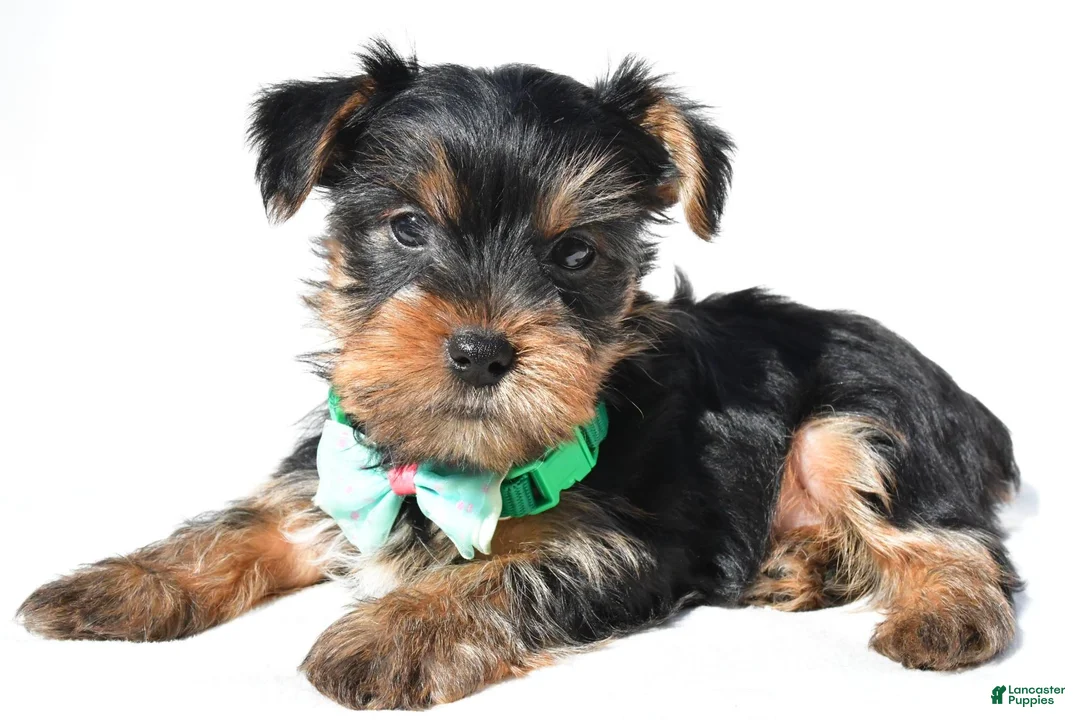 Yorkshire Terrier dogs for sale: Josh - Ad 1