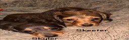 Miniature Dachshund dogs for sale: Skeeter - Ad 6