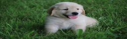 Golden Retriever dogs for sale: Golden Retriever 5 - Ad 7
