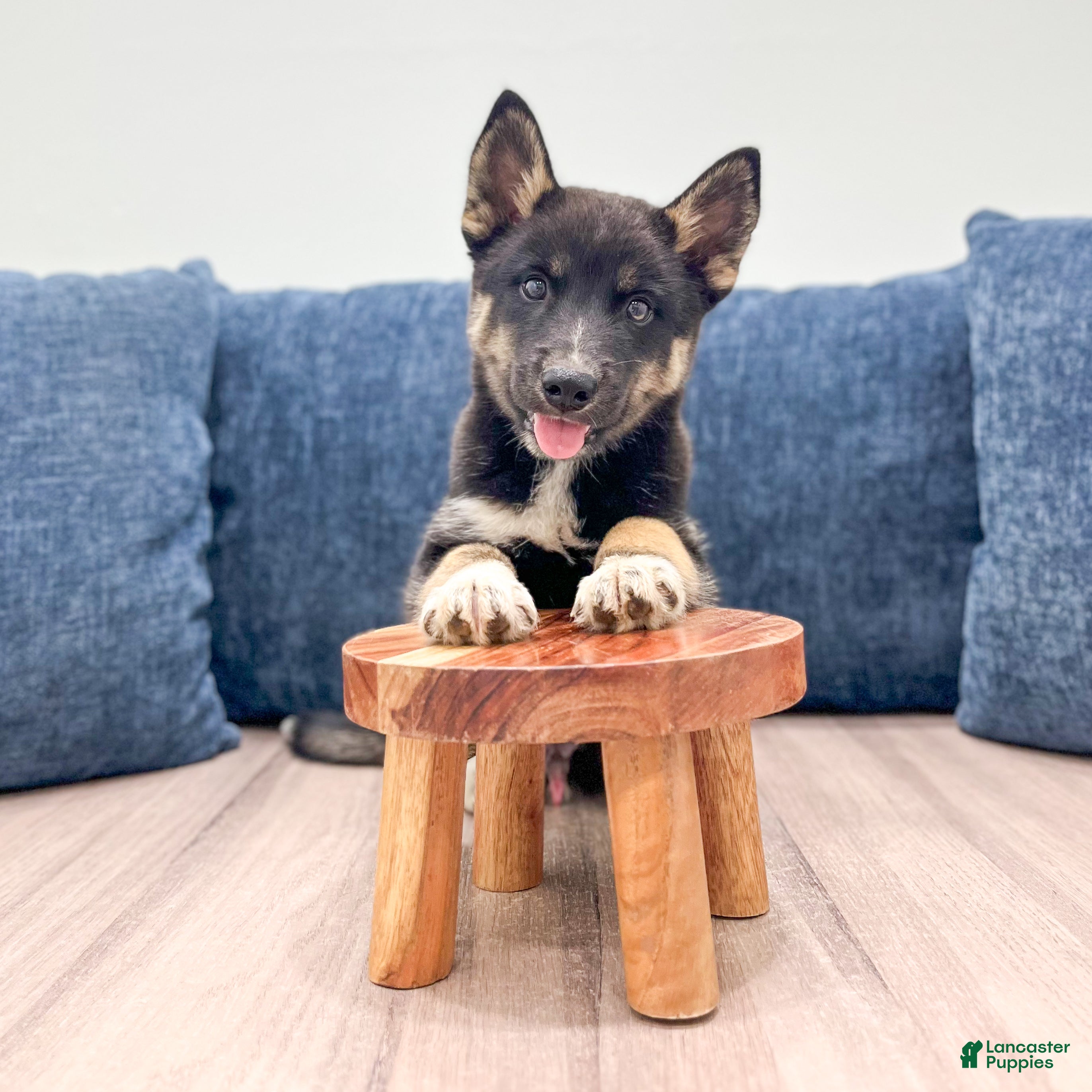 Mixed Breed dogs Rocky - Ad 2
