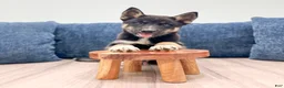 Mixed Breed dogs for sale: Rocky - Ad 2