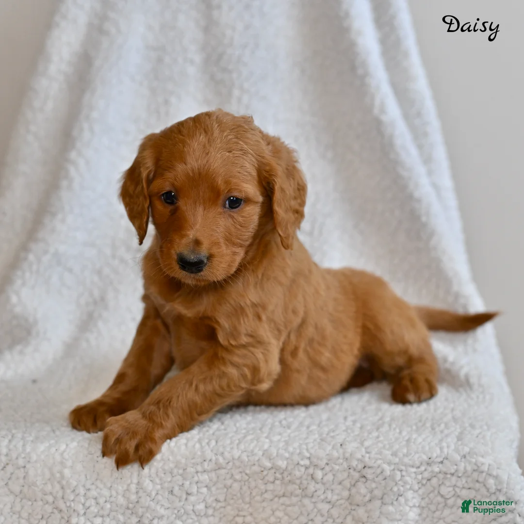 Goldendoodle dogs for sale: Daisy - Ad 2