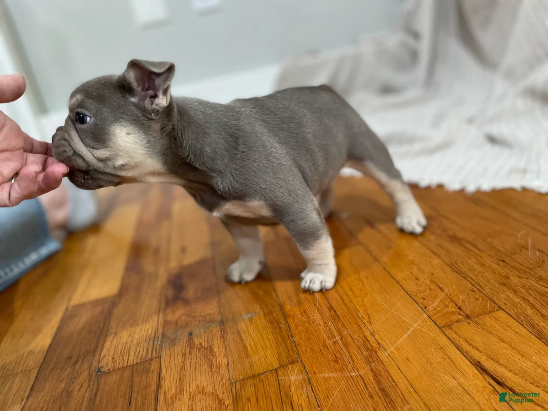 French Bulldog dogs for sale: Pluto - Ad 2