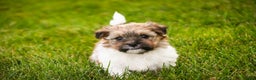 Havanese dogs for sale: Bella Rose - Ad 1
