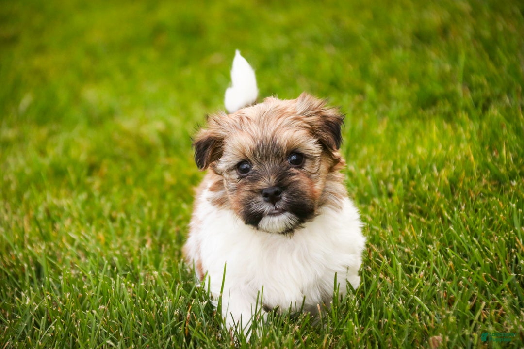 Havanese dogs for sale: Bella Rose - Ad 1