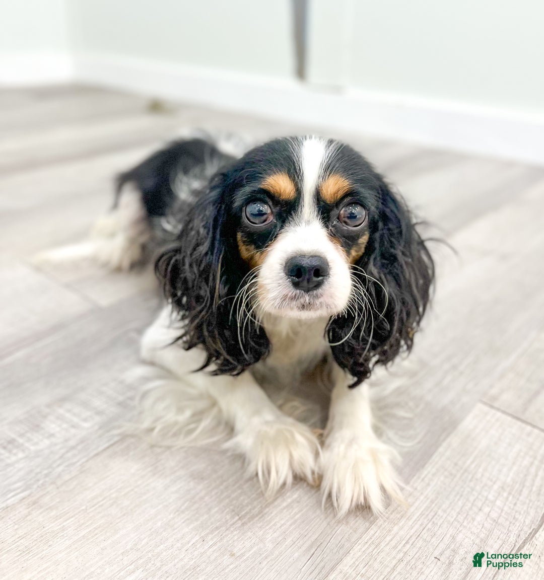 Cavalier King Charles Spaniel dogs for sale: Lucky - Ad 6