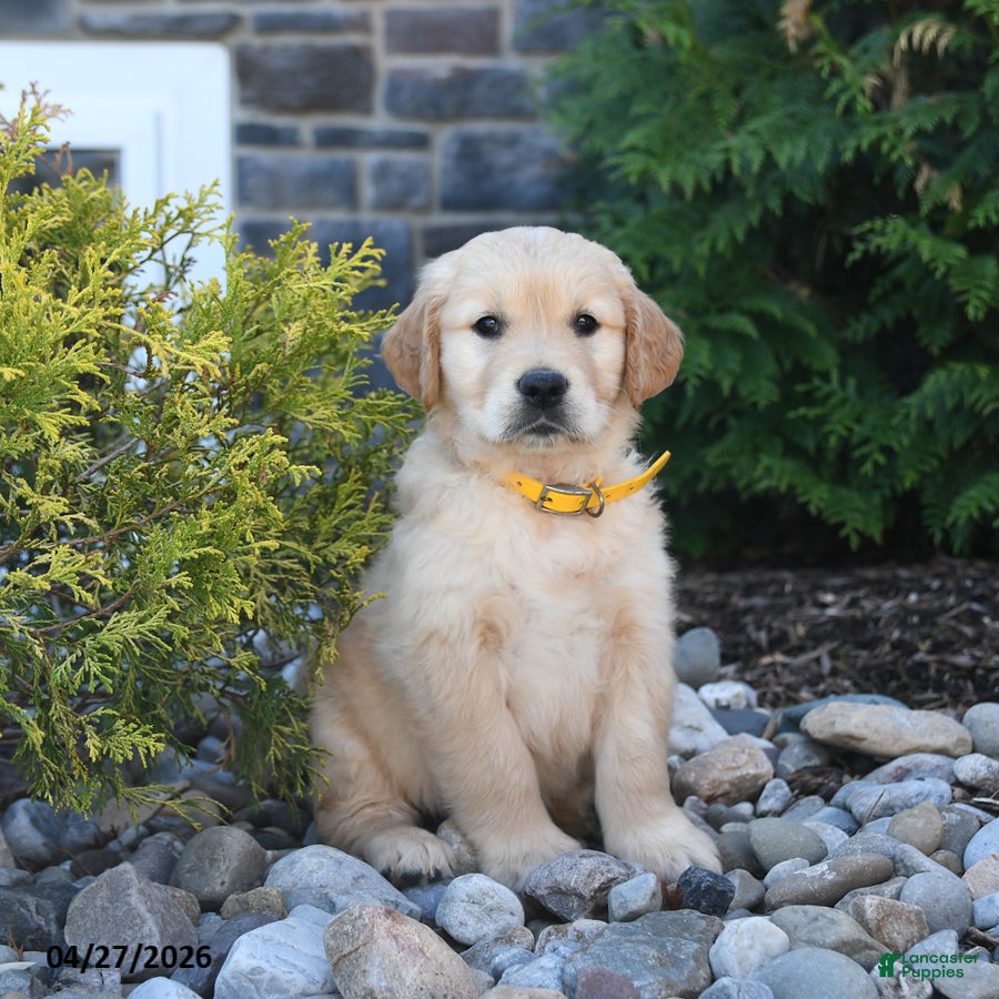 Golden Retriever dogs Gator - Ad 1