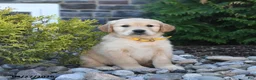 Golden Retriever dogs for sale: Gator - Ad 1