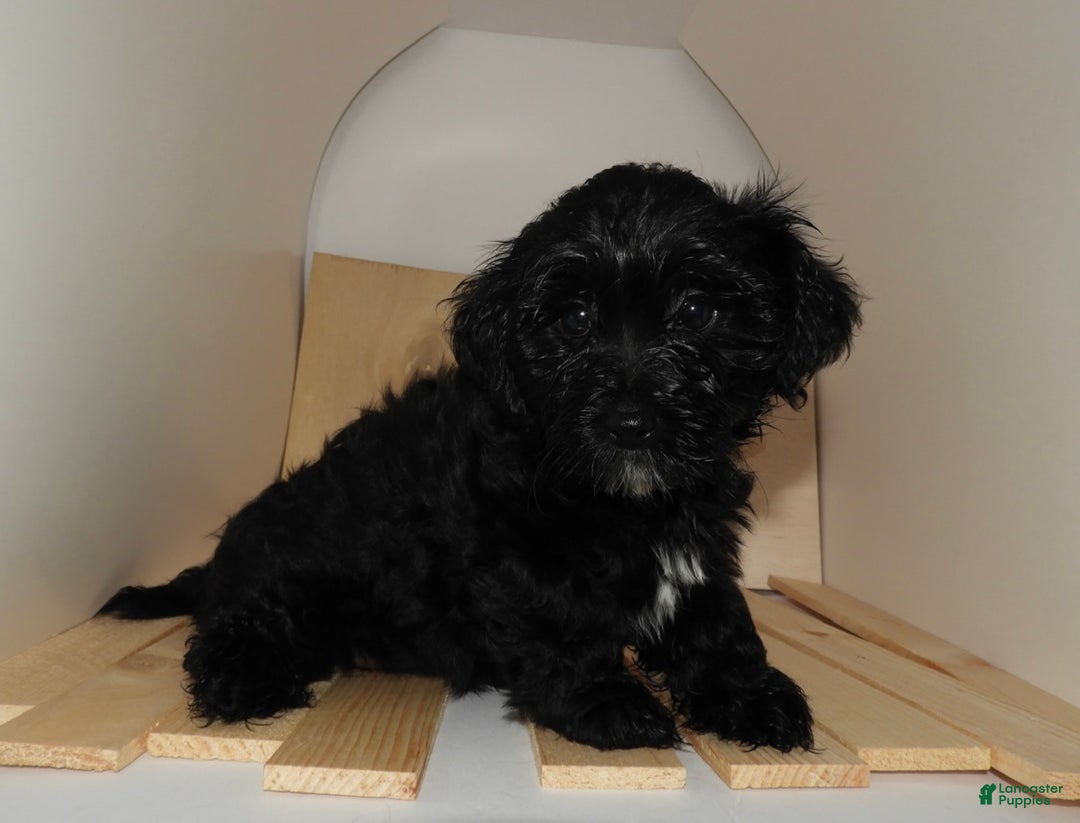 Mixed Breed dogs for sale: Mixed Breed Puppy 3 - Ad 16