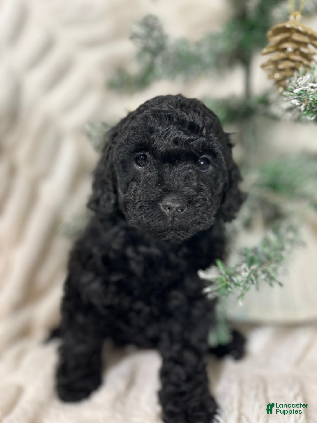 Yorkiepoo dogs for sale: Coco - Ad 5