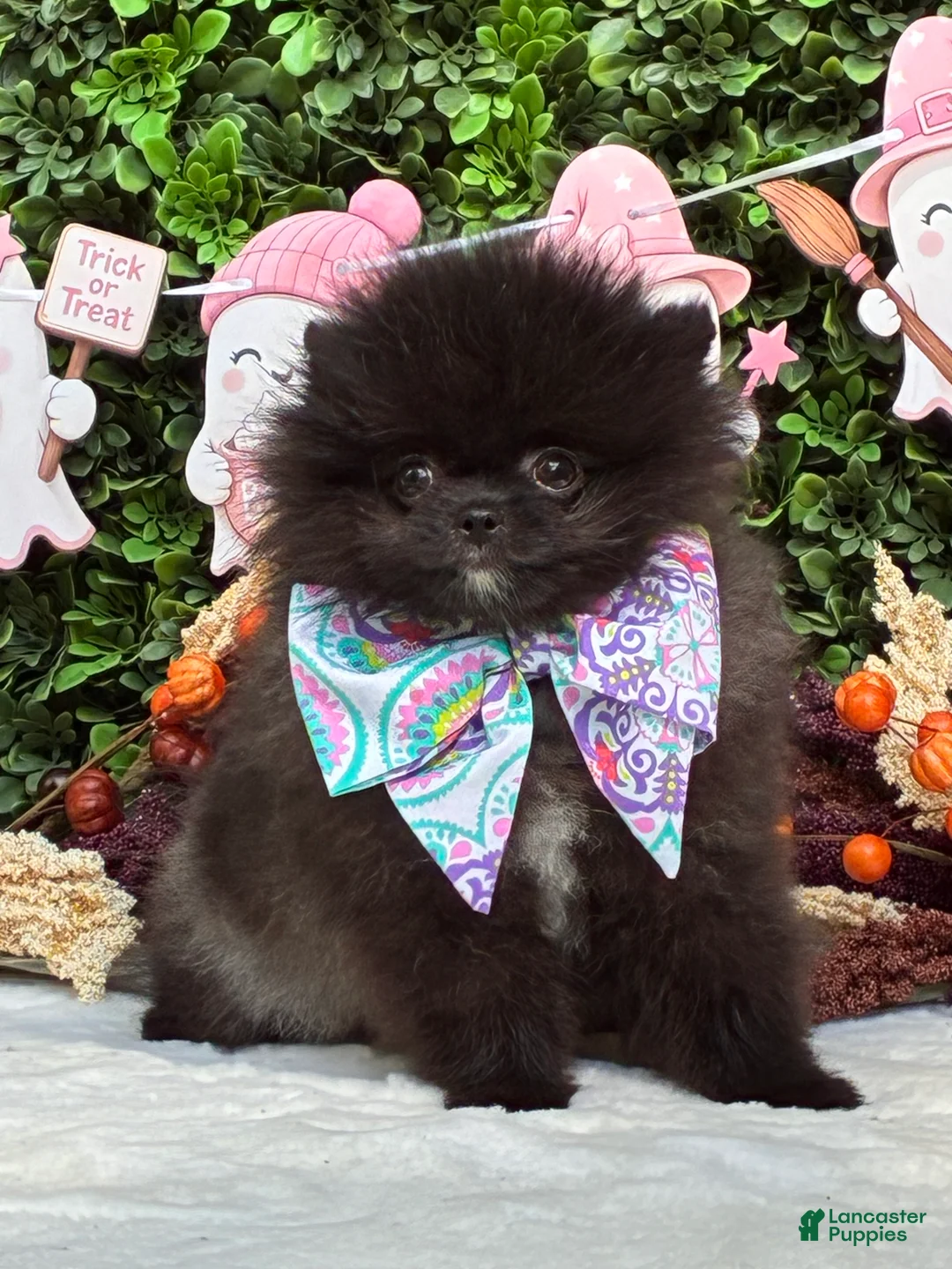 Pomeranian dogs for sale: Chip BLACK and SILVER - Ad 1