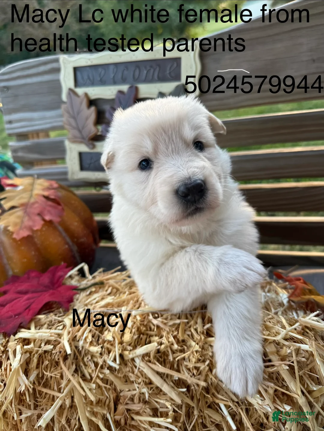 German Shepherd dogs for sale: Macy - Ad 1