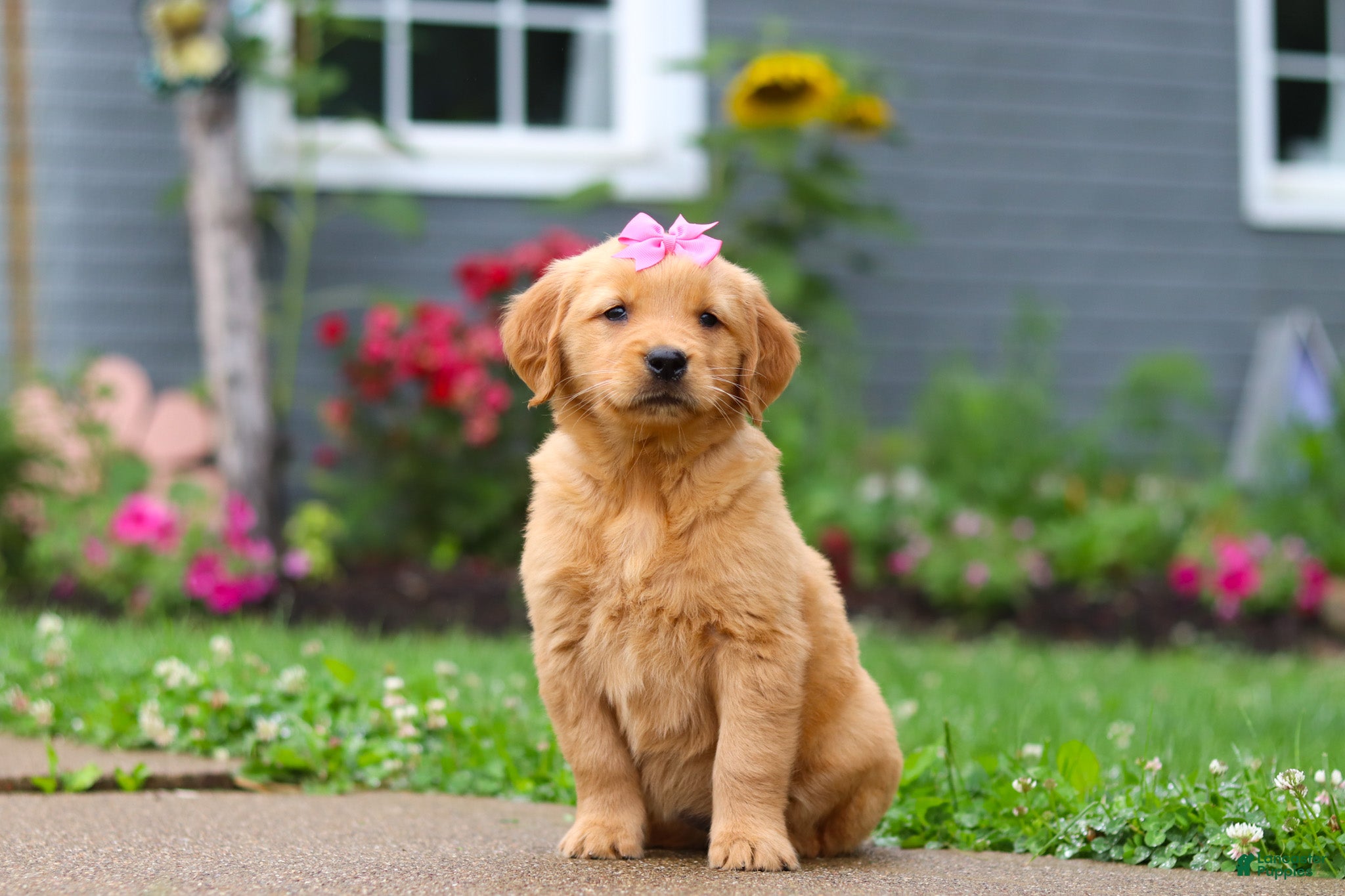 Golden Retriever dogs Barba - Ad 1