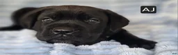 Cane Corso dogs for sale: AJ - Ad 4