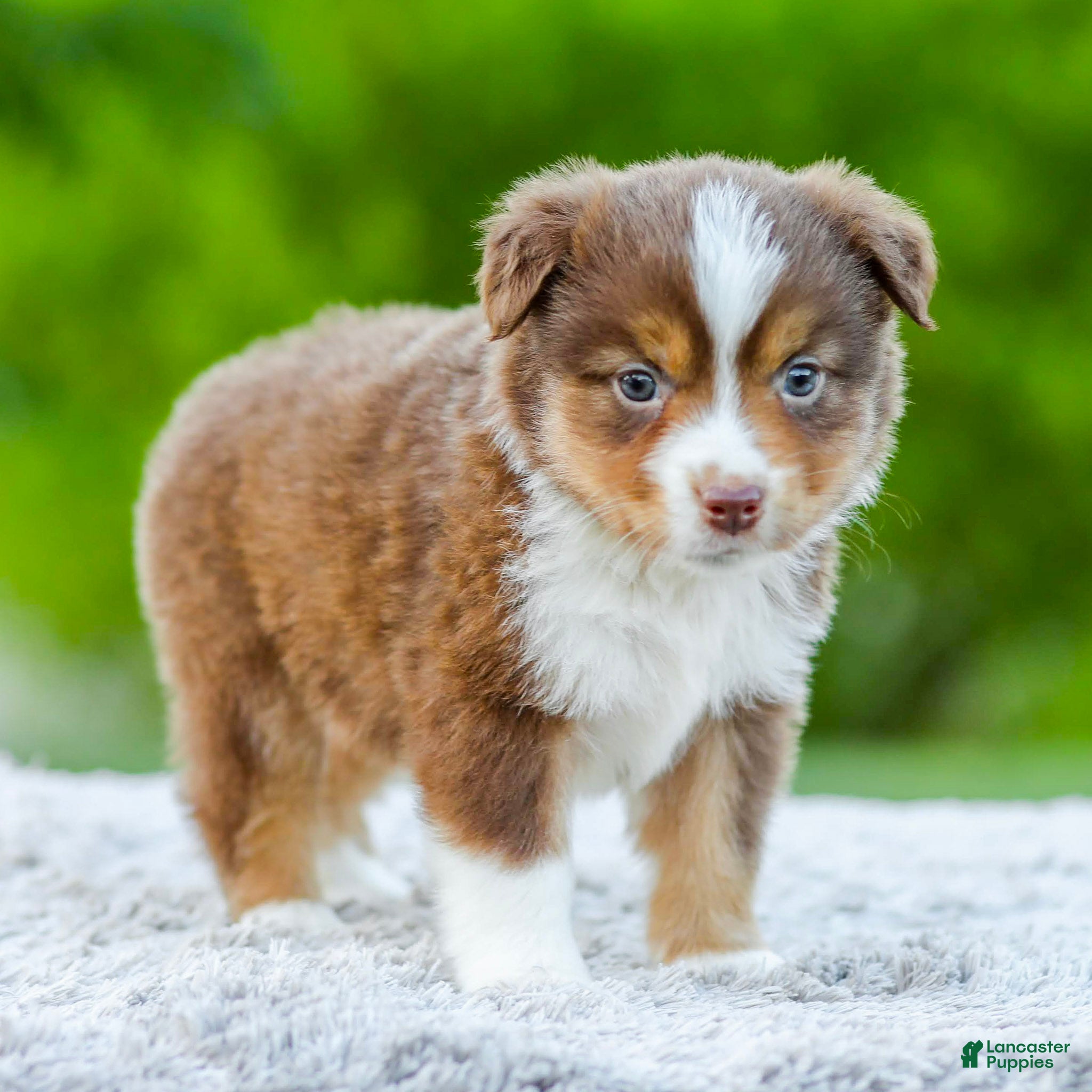 Miniature Australian Shepherd dogs Digger - Ad 1