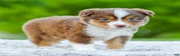 Miniature Australian Shepherd dogs for sale: Digger - Ad 1