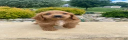 Cockapoo dogs for sale: Ranger - Ad 6