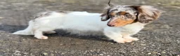 Miniature Dachshund dogs for sale: Akc Kirby LH OFA PRA clear chocolate carrier  - Ad 5
