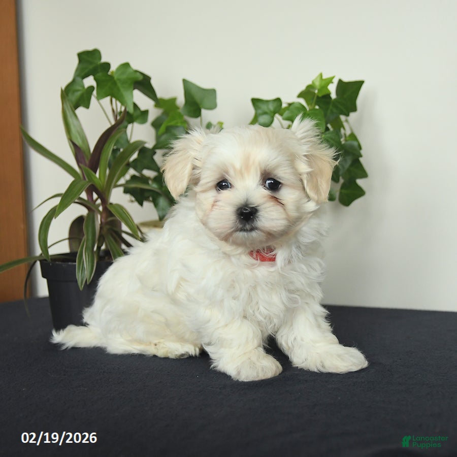 Maltese dogs Otter - Ad 1