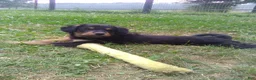 Mixed Breed dogs for sale: Arabelle - Ad 2