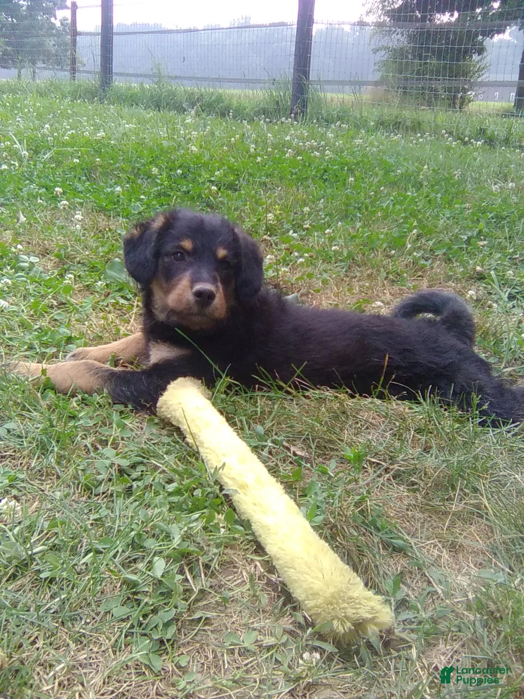 Mixed Breed dogs for sale: Arabelle - Ad 2