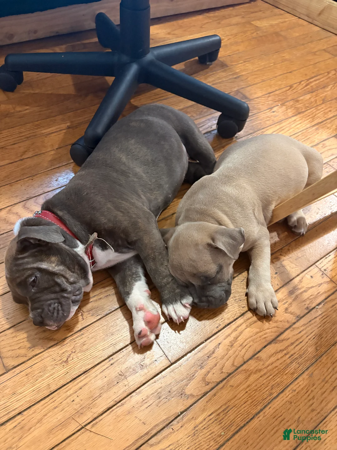 American Bully dogs for sale: Sina - Ad 2