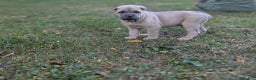 Cane Corso dogs for sale: Grey collar- male - Ad 12