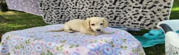 Miniature Dachshund dogs for sale: Berry - Ad 5