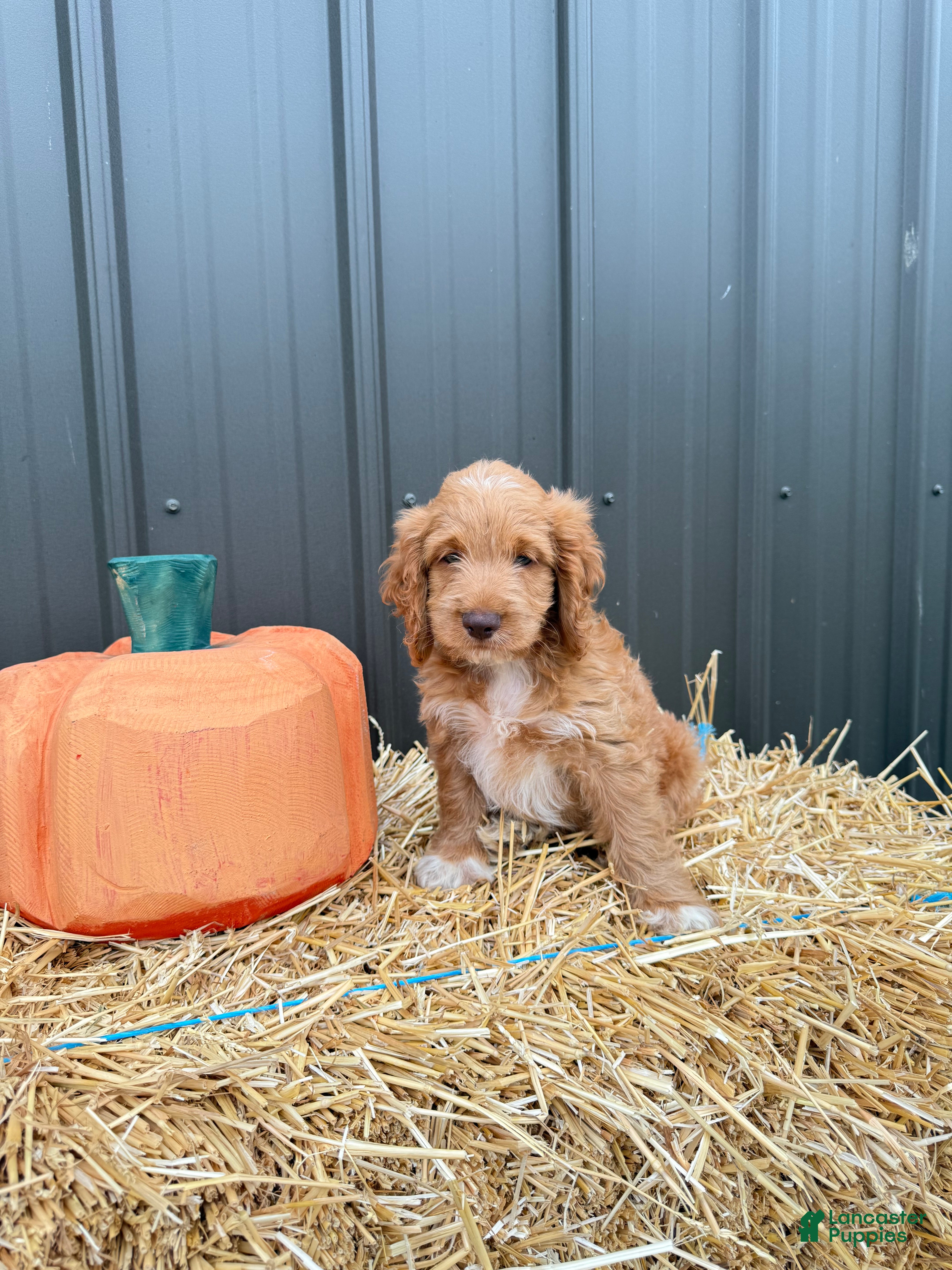 Cockapoo dogs Bentley - Ad 1