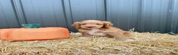 Cockapoo dogs for sale: Bentley - Ad 1