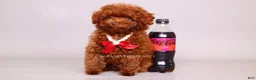 Toy Poodle dogs for sale: Elodie Red Teacup - Ad 14