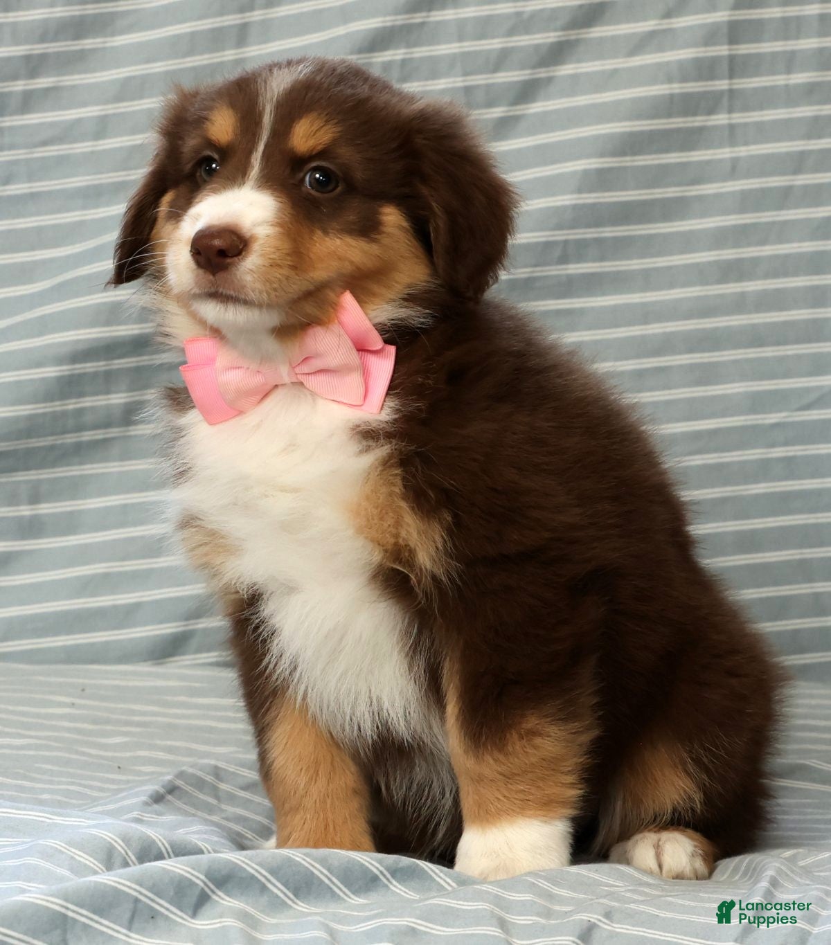 Australian Shepherd dogs for sale: Pearl - Ad 9
