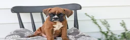 Boxer dogs for sale: Kip - Ad 7
