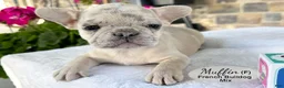 Mixed Breed dogs for sale: Muffin - Ad 3