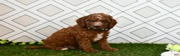 Cavapoo dogs for sale: Knox  - Ad 3