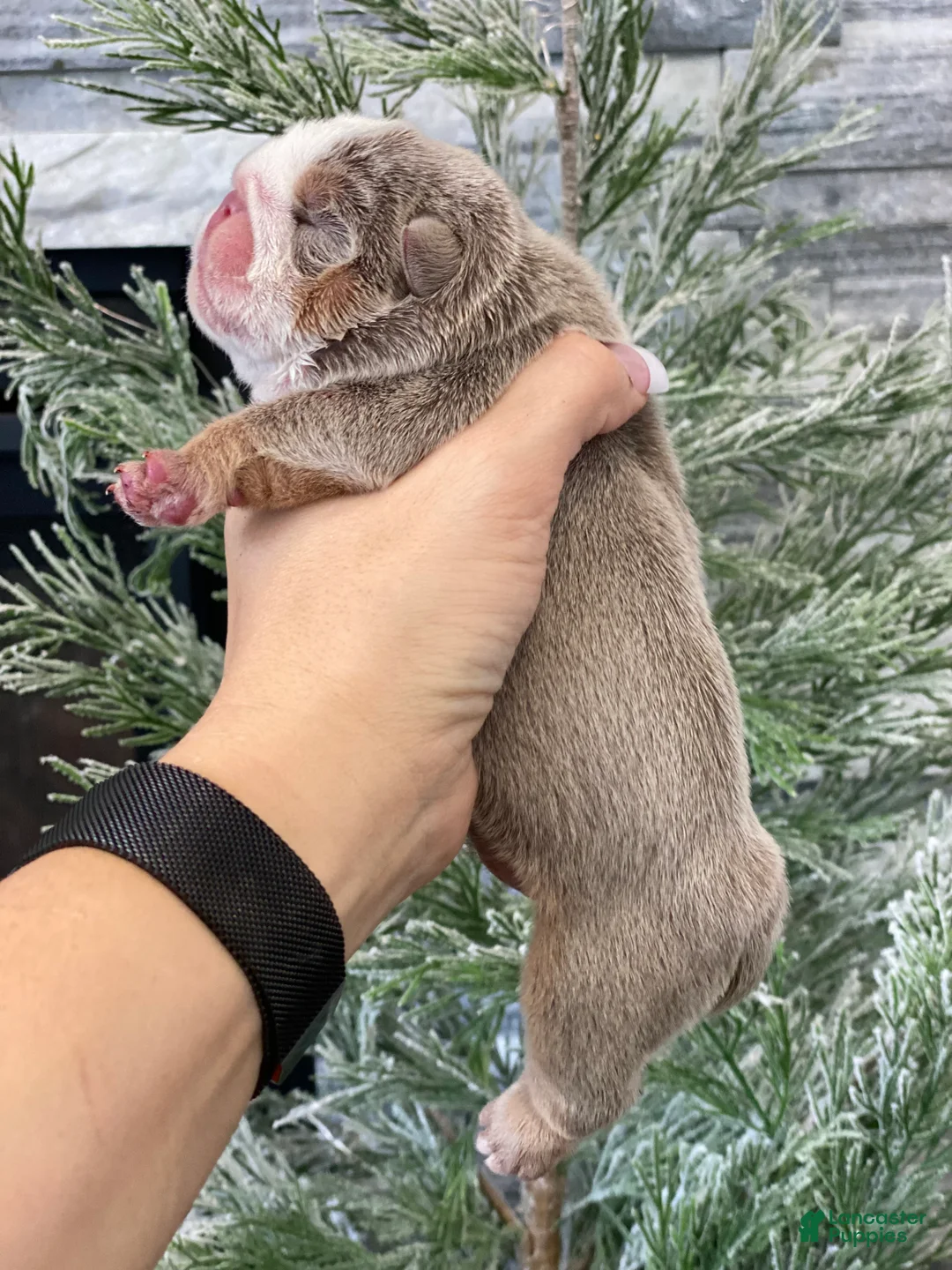 English Bulldog dogs for sale: Aurora - Ad 2