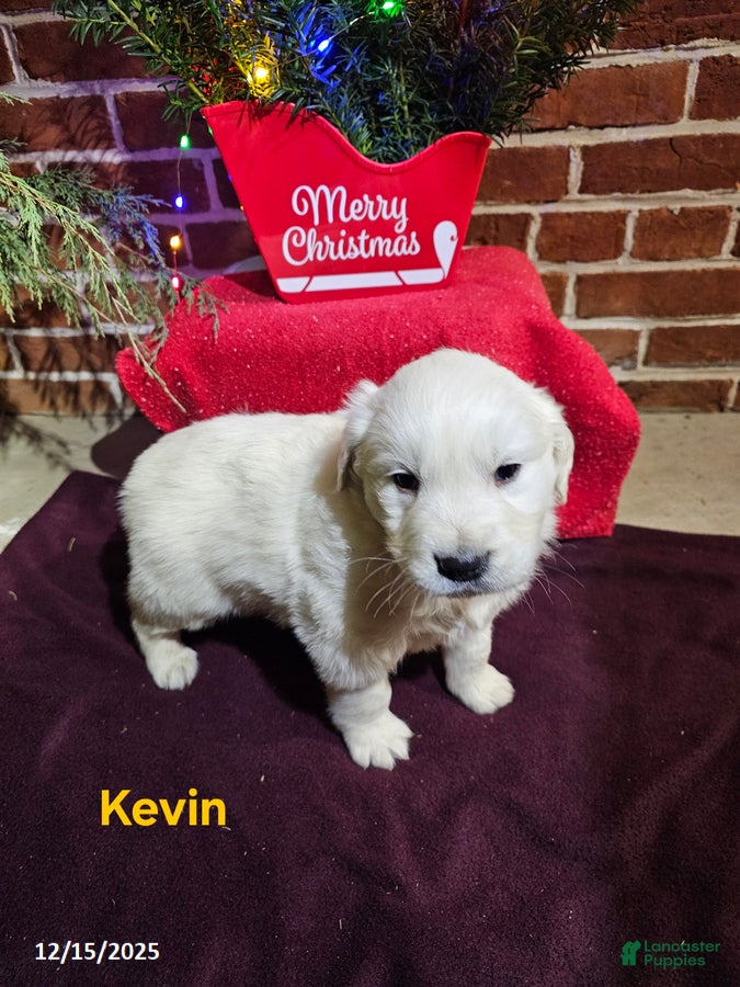 Golden Retriever dogs Kevin - Ad 5