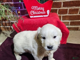 Golden Retriever dogs Kevin - Ad 3