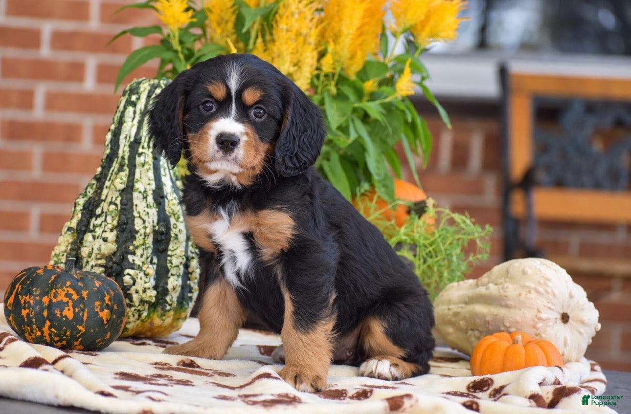 Miniature Bernese Mountain Dog dogs Lori - Ad 1