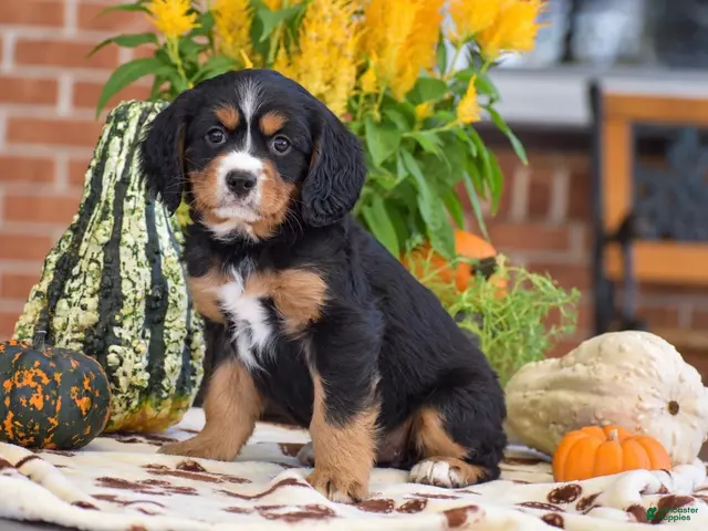 Miniature Bernese Mountain Dog dogs Lori - Ad 1