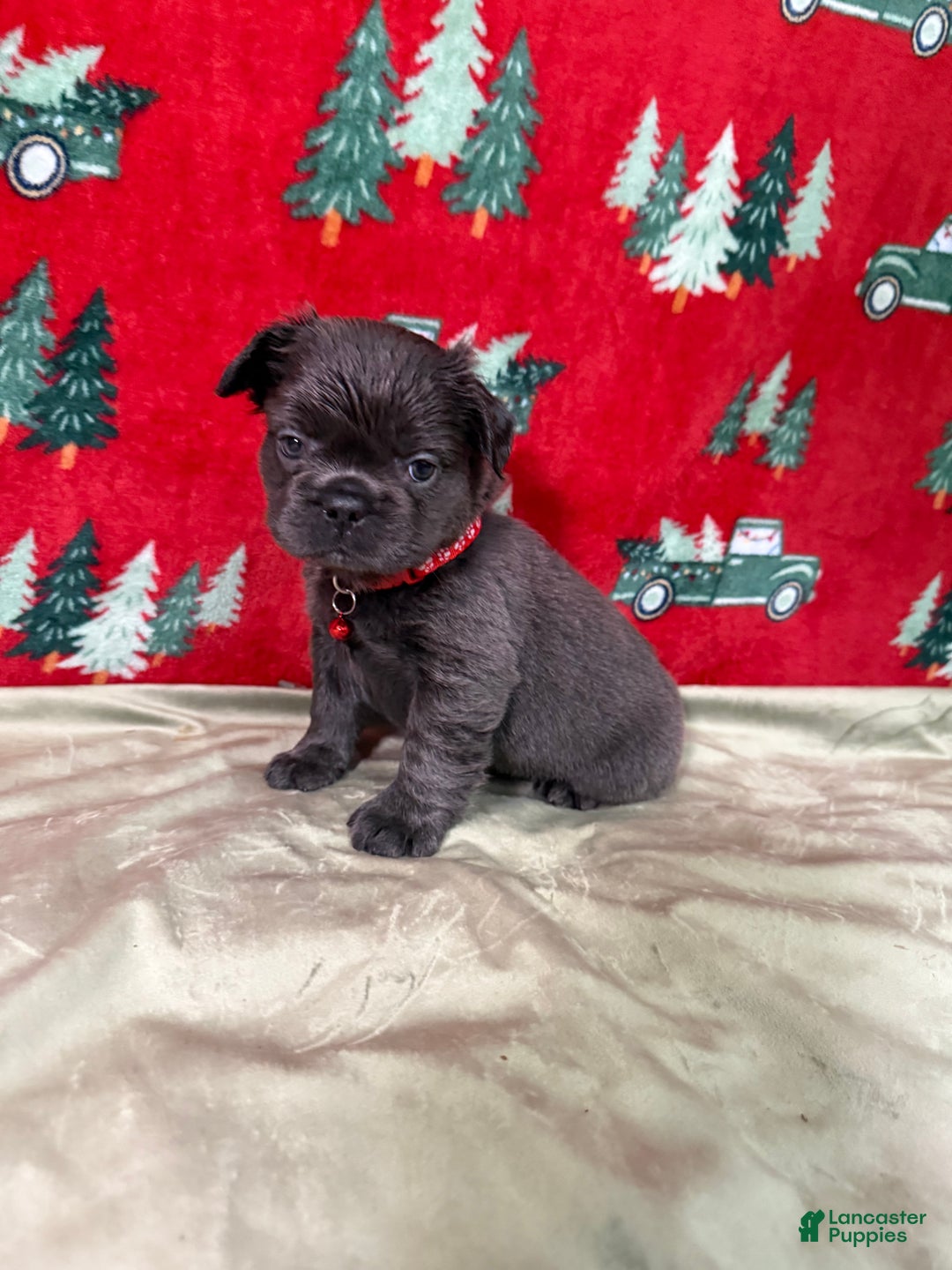 French Bulldog dogs for sale: ❤️ Rudolph - Ad 5
